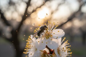 Zaštita šljive od šljivinih osica!