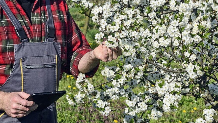Vrijeme pogoduje infekcijama voća, sutra obavite preventivnu zaštitu!