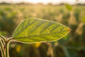 Zaštita soje i celera od koprivine grinje