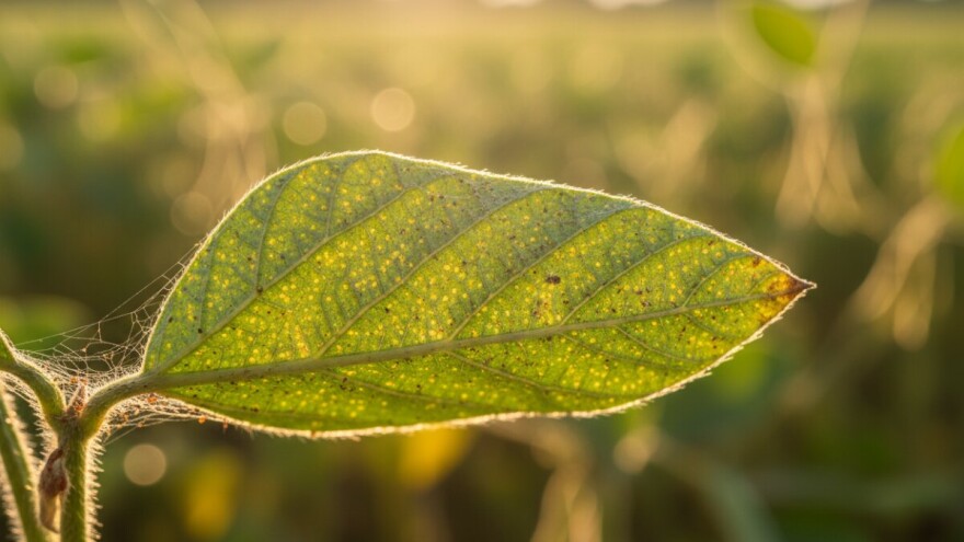 Zaštita soje i celera od koprivine grinje