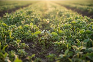 Zaštita soje nakon nicanja