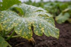 Zaštita tikvenjača od truleži i plamenjače