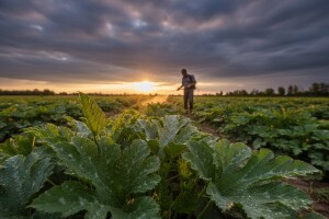 Zaštita tikvenjača od truleži stabljike