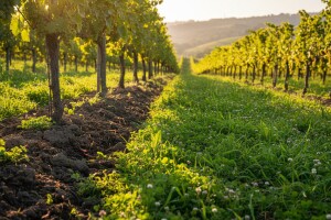 Zaštita tla u vinogradu danas potreba, sutra obveza