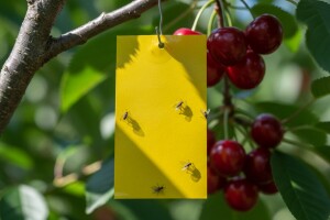 Zaštita trešnje od trešnjine muhe