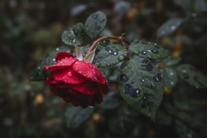 Zaštita ukrasnih ruža