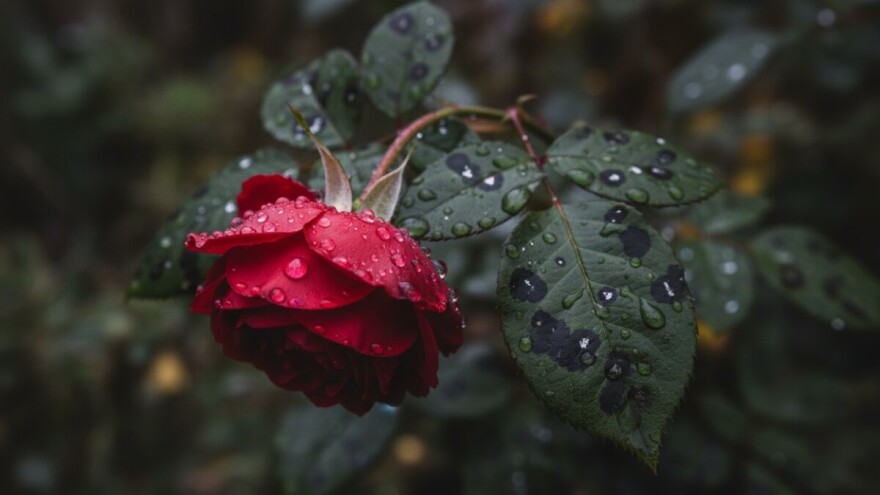 Zaštita ukrasnih ruža