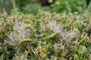 Zaštita ukrasnih šimšira od moljaca