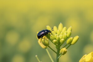 Zaštita uljane repice od repičina sjajnika