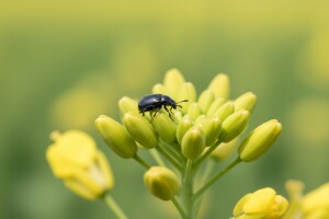 Zaštita uljane repice od repičinog sjajnika i pipe