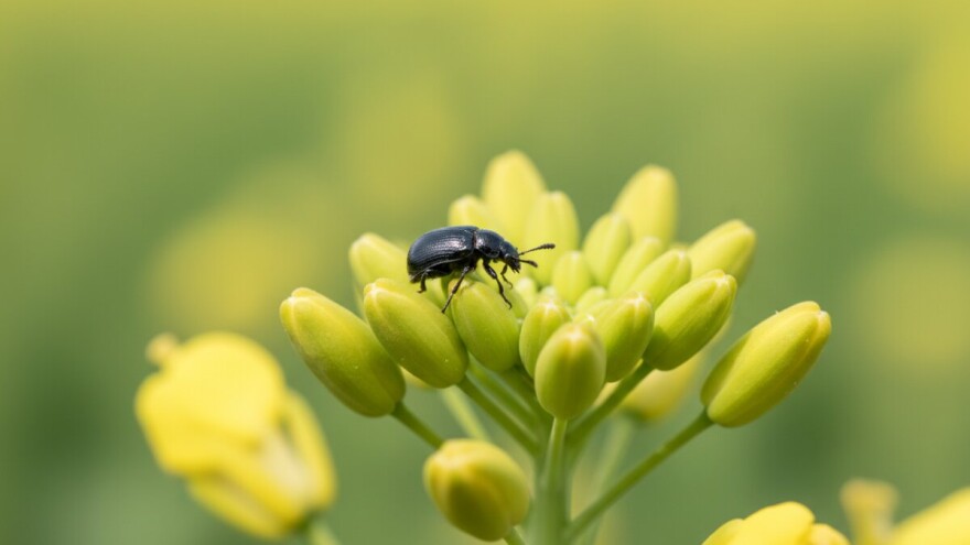 Zaštita uljane repice od repičinog sjajnika i pipe