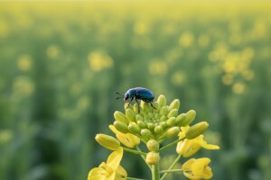 Zaštita uljane repice od sjajnika