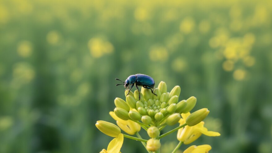 Zaštita uljane repice od sjajnika