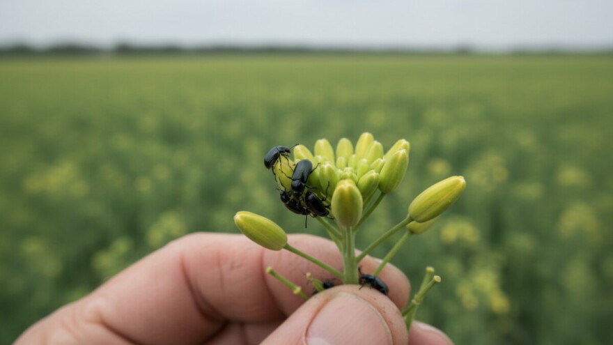 Zaštita uljane repice od sjajnika