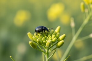 Zaštita uljane repice od štetnika