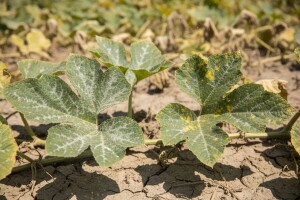 Zaštita uljnih tikvi od bolesti i vrućina
