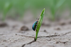 Zaštita usjeva jare zobi
