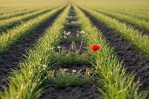 Zaštita usjeva od korova