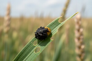 Zaštita usjeva pšenice