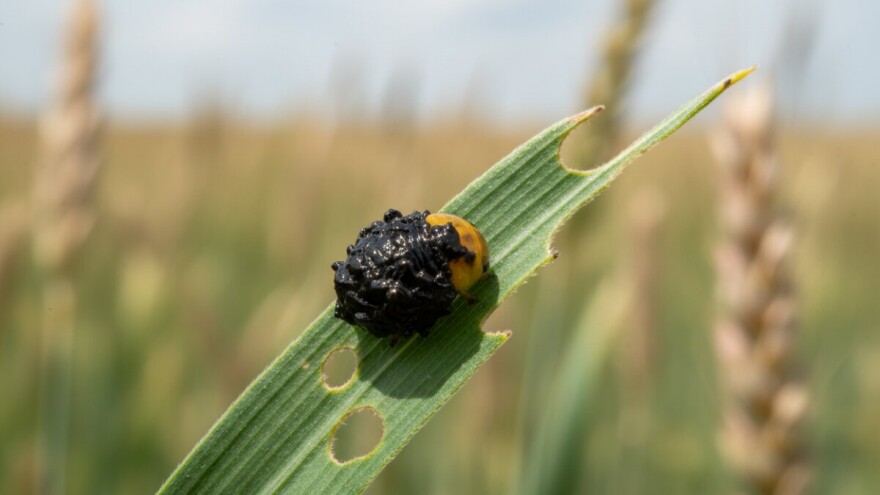Zaštita usjeva pšenice