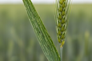 Zaštita usjeva pšenice