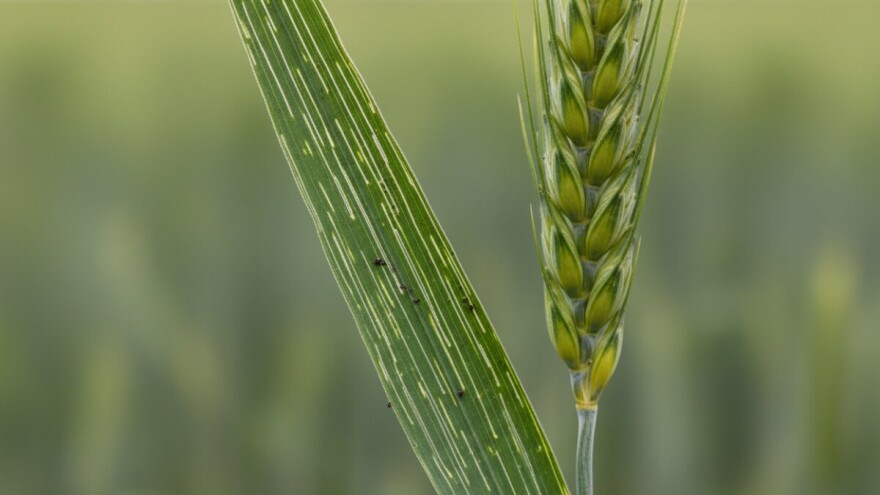 Zaštita usjeva pšenice