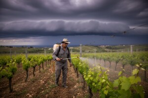 Zaštita vinograda na karlovačkom području