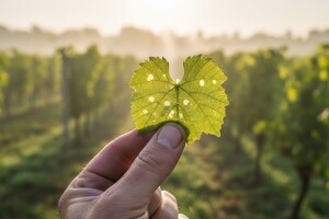 Zaštita vinograda od američkog cvrčka