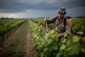 Zaštita vinograda od bolesti!