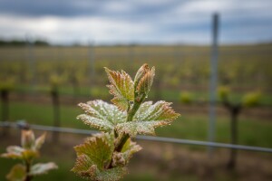 Zaštita vinograda od crne pjegavosti