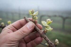 Zaštita vinograda od crne pjegavosti