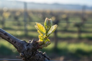 Zaštita vinograda od crne pjegavosti