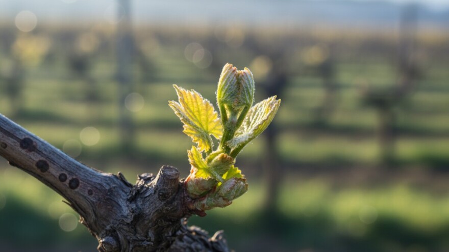 Zaštita vinograda od crne pjegavosti