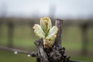 Zaštita vinograda od crne pjegavosti i lozinih grinja