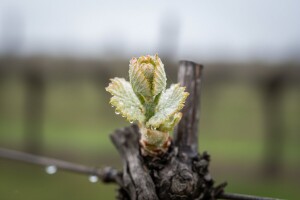 Zaštita vinograda od crne pjegavosti i lozinih grinja