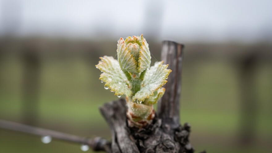 Zaštita vinograda od crne pjegavosti i lozinih grinja