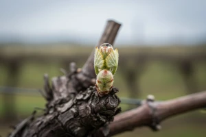Zaštita vinograda od crne pjegavosti i lozinih grinja