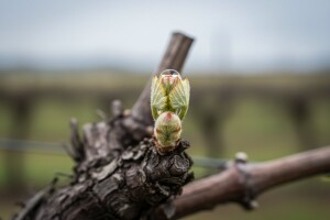 Zaštita vinograda od crne pjegavosti i lozinih grinja