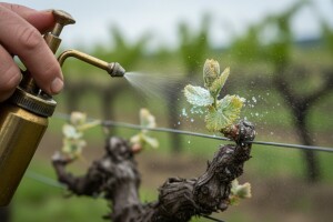 Zaštita vinograda od crne pjegavosti i loznih grinja