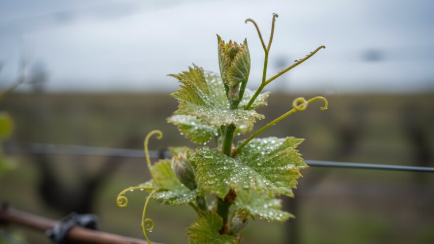 Zaštita vinograda od crne pjegavosti i pepelnice
