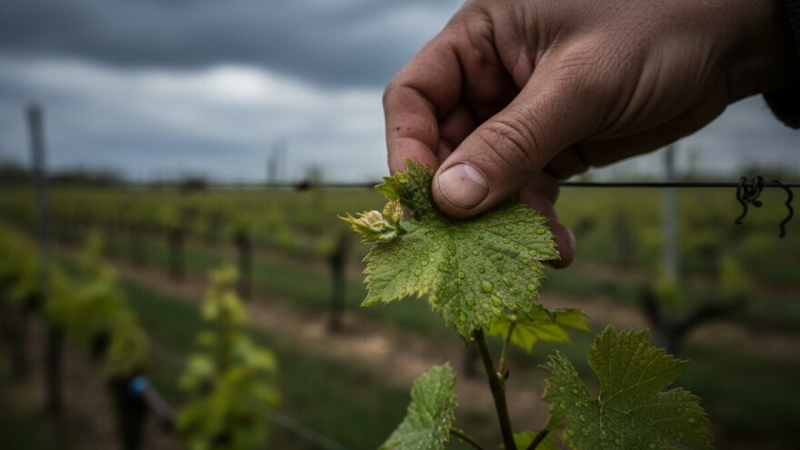 Zaštita vinograda od crne pjegavosti i peronospore