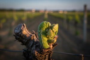 Zaštita vinograda od gusjenica sovica