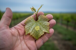 Zaštita vinograda od peronospore