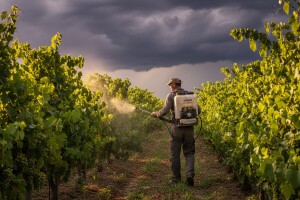 Zaštita vinograda prije kiše