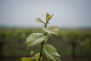 Zaštita vinove loze