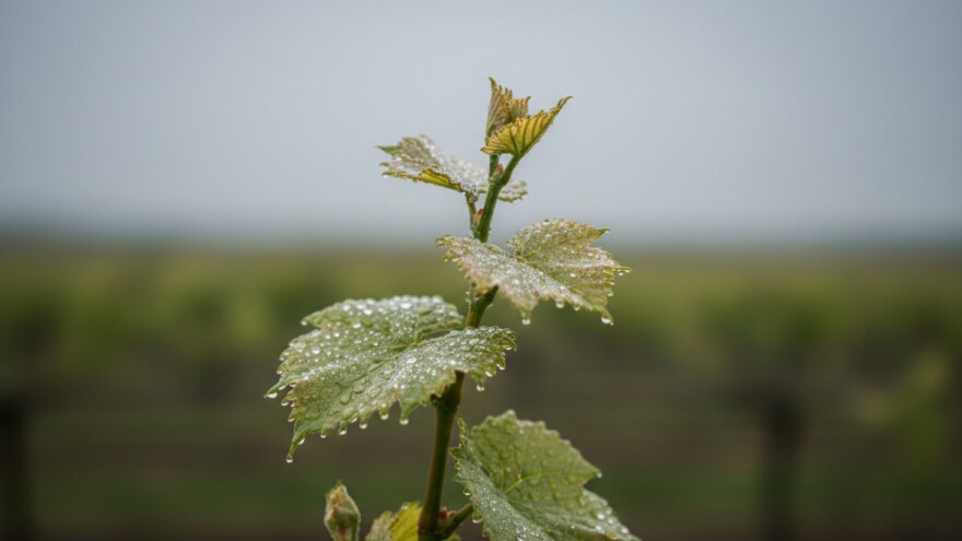 Zaštita vinove loze