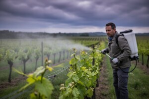 Zaštita vinove loze