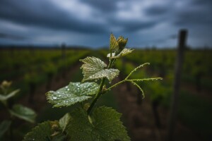 Zaštita vinove loze