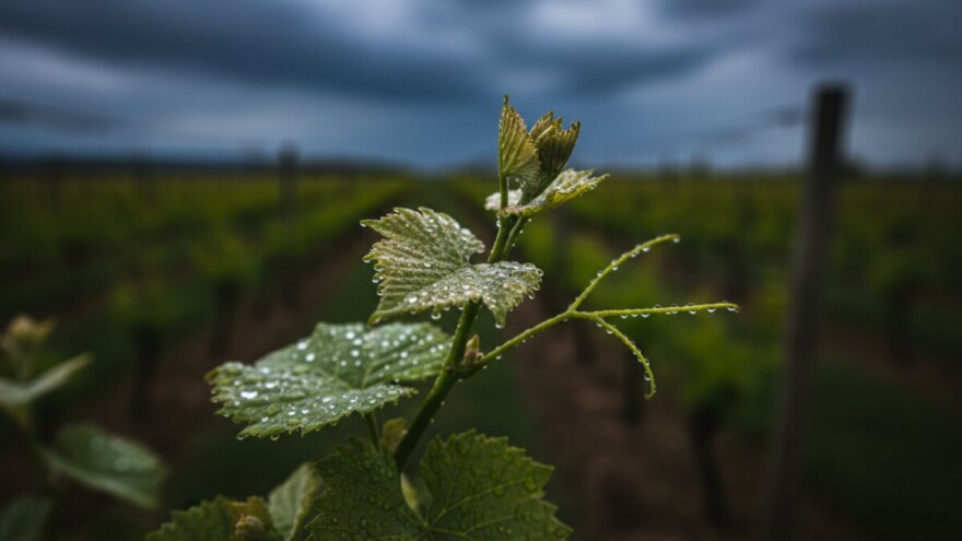 Zaštita vinove loze