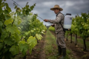 Zaštita vinove loze